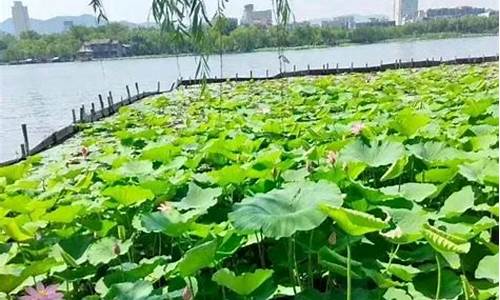 雷沙吉兰是哪个国家生产的-十大公认最好用