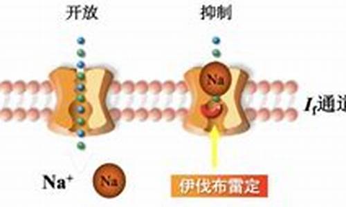 伊伐布雷定 机制-伊伐布雷定的作用机制