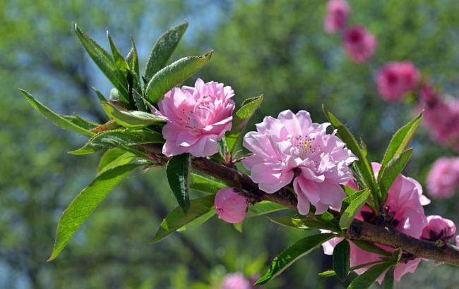 河南医药中间体项目-河南医药药材集团